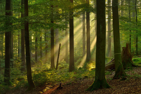 Zu sehen ist ein Waldbestand, durch den Lichtstrahlen fallen
