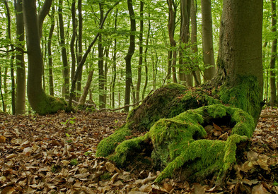 Wenn Sie die Kachel-Navigation anklicken gelangen Sie zum Themenbereich 'Waldbesitz in RLP'.