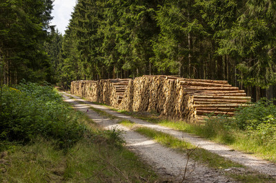 Das Bild zeigt: Das am Weg gepolterte Holz wartet auf die Abfuhr.