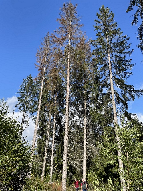 Das Bild zeigt Frau Blomenkamp und Herrn Oeffling in einem durch den Borkenkäfer geschädigten Fichtenbestand.